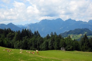 Almwiesen im Hochriesgebiet