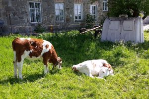 Tiere auf dem Rieplhof